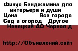 Фикус Бенджамина для интерьера и души › Цена ­ 2 900 - Все города Сад и огород » Другое   . Ненецкий АО,Черная д.
